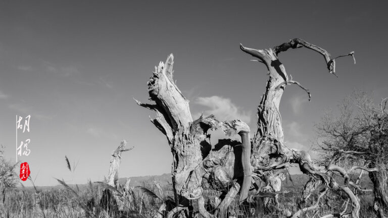 Ma Yemin - The-spirit-of-Populus-euphratica-10